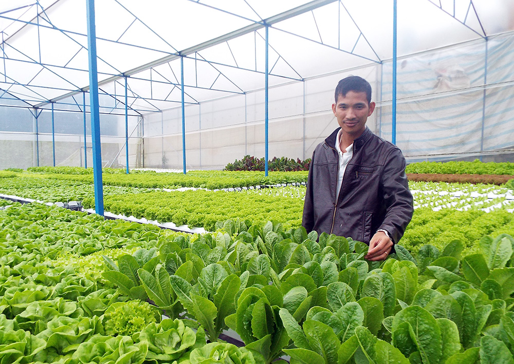 Cử nhân toán học quyết chí làm giàu từ trồng rau thủy canh