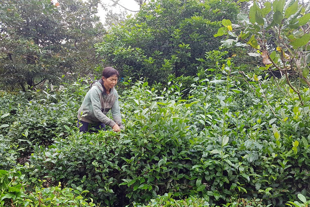 Đạ Huoai nỗ lực giảm nghèo