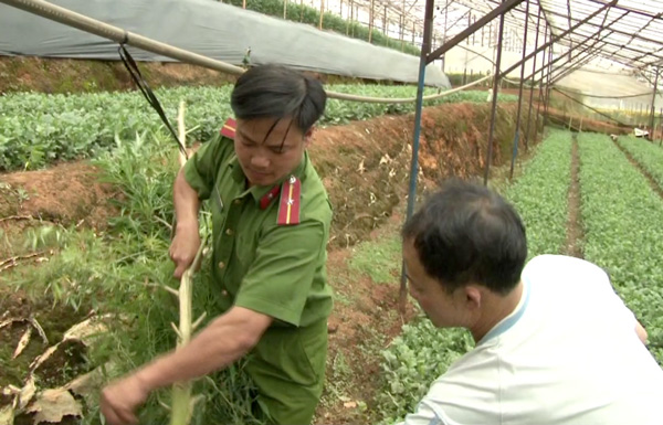 Đà Lạt: thu giữ 7 cây cần sa trồng lén lút trong nhà kính