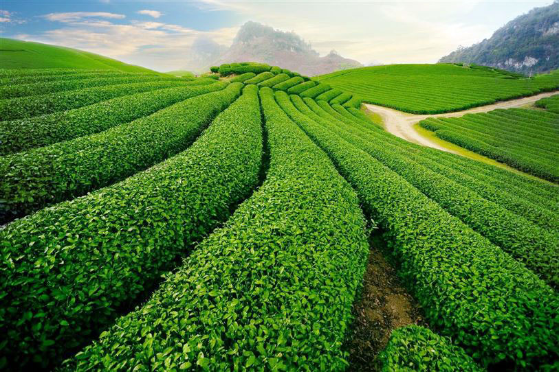 Qua những ngày vội vã