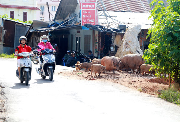 Di dời toàn bộ đàn heo nuôi trong nội ô suốt 8 năm