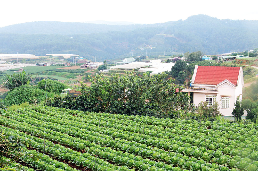 Có một "Làng đô thị xanh" Ða Lộc
