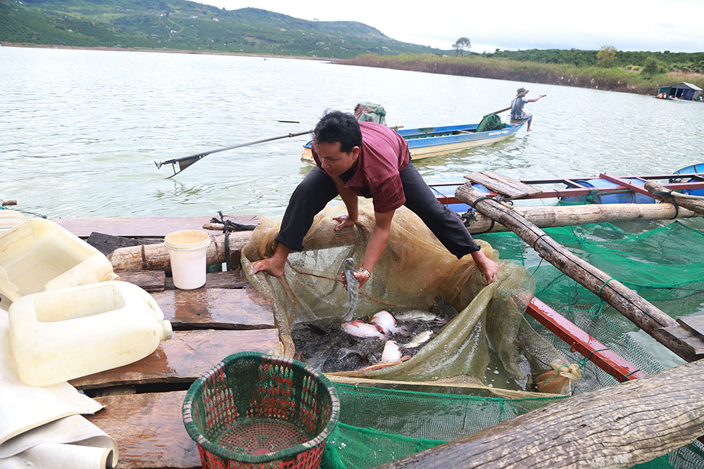 Ngoài bỏ mối cho các tiểu thương thì người dân cũng bán cá cho khách ghé thăm. Ảnh: H.T - N.N