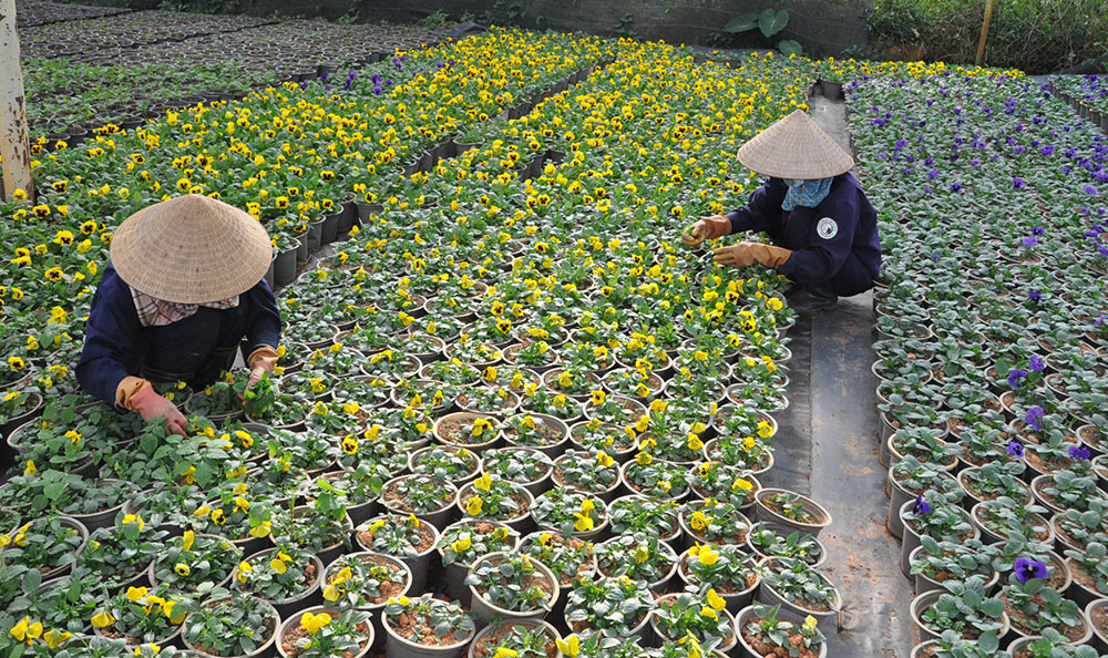 "Khoác áo hoa" mới cho Ðà Lạt