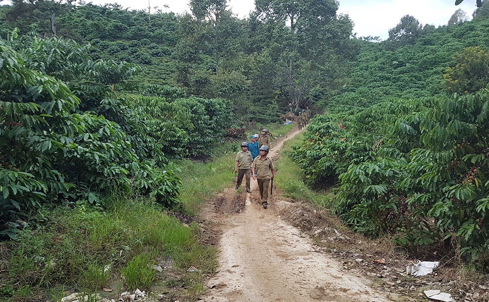 Bảo Lâm phòng chống trộm mùa cà phê