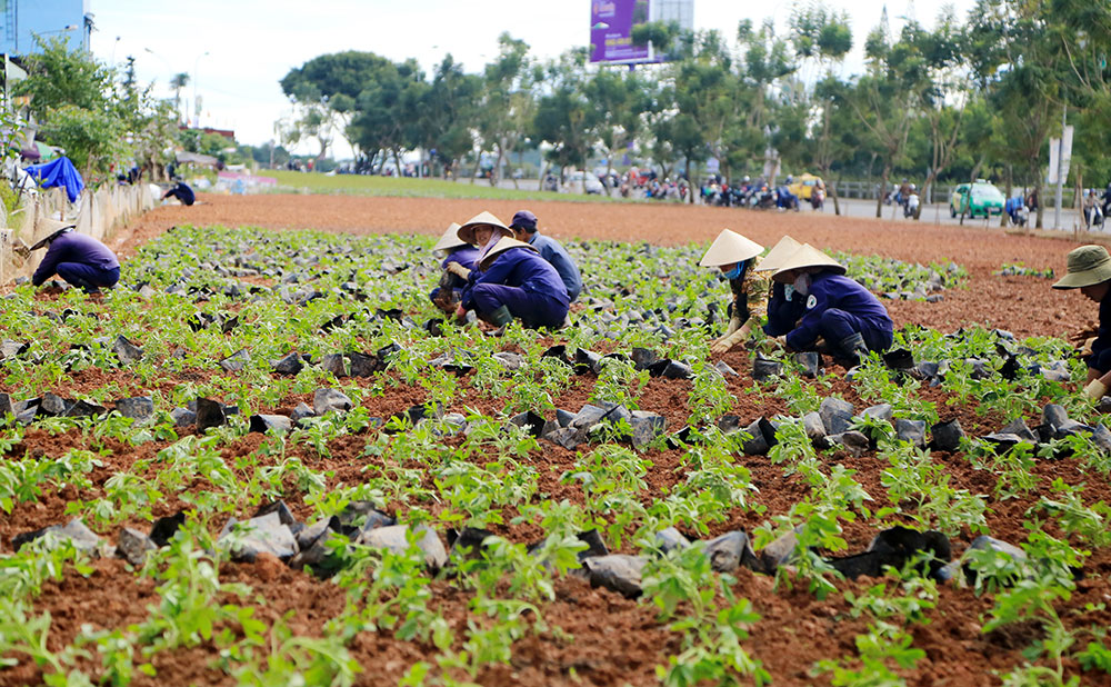 Trồng mới 42.000 cây hoa hồng ri dịp Festival hoa Đà Lạt lần VII