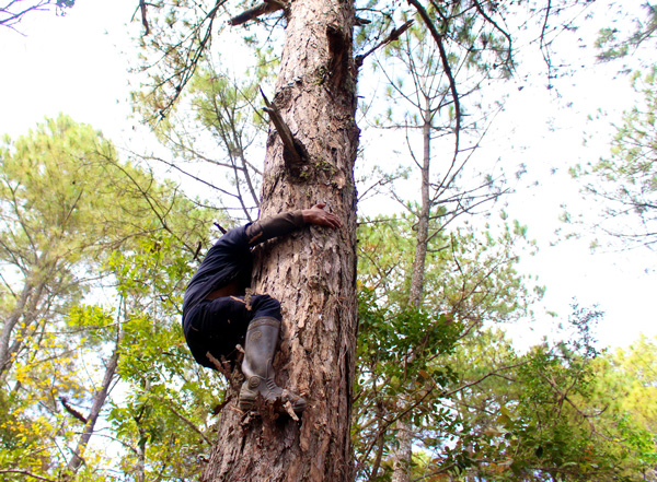 Để chinh phục những cây thông cao to, ban đầu những “Tarzan” phải dùng cây móc đu người bám vào những cành cây đầu tiên để trèo lên những cây thông cao tới vài chục mét. Trường hợp không có cành cây gần gốc, họ phải tự dùng chân tay bám chặt vào thân cây để bò lên khó khăn hơn.