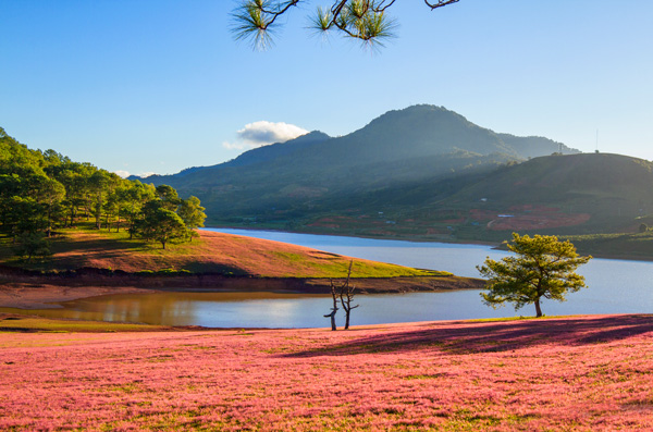 Kỳ diệu những đồi cỏ hồng