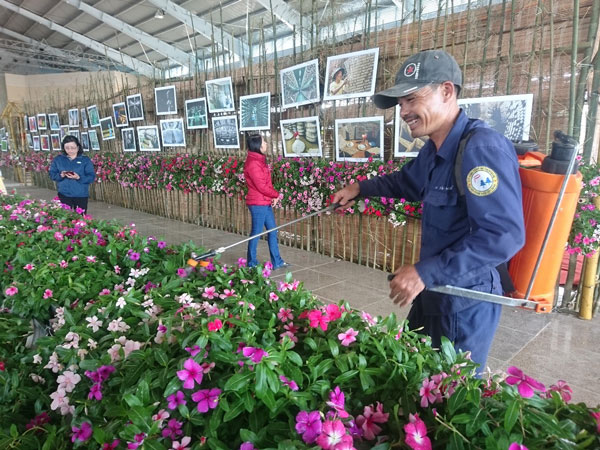  Công nhân chăm sóc hoa tươi tại khu vực triển lãm tơ, trà. Anh cho biết mỗi ngày mấy anh em phải chia 3 ca tưới liên tục để đảm bảo hoa được tươi. Ngoài khu vực này thì Công ty CP Công trình Đô thị Bảo Lộc cũng đã chỉnh trang và trang trí các trục đường chính của TP. Hàng ngàn chậu hoa trang trí đã được bố trí tại các giải phân cách, vòng xoay, quảng trường… 