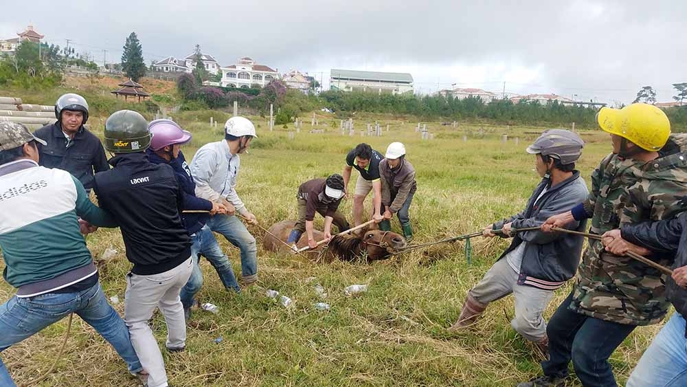 &quot;Giải cứu&quot; thành công ngựa bầu lọt hố sâu