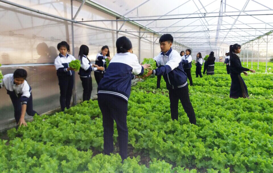 Vườn rau sạch ở Trường Phổ thông Dân tộc nội trú tỉnh