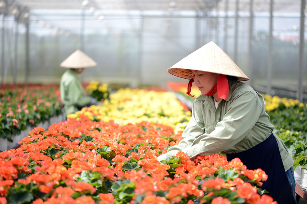 Công nhân Công ty Dalat Hasfarm chăm sóc các giống hoa cung ứng cho thị trường dịp Tết Nguyên đán. Ảnh: C.T