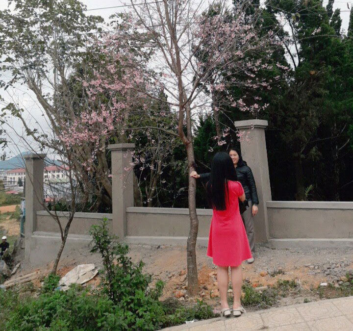 Háo hức chụp hình với hoa Anh đào nở sớm