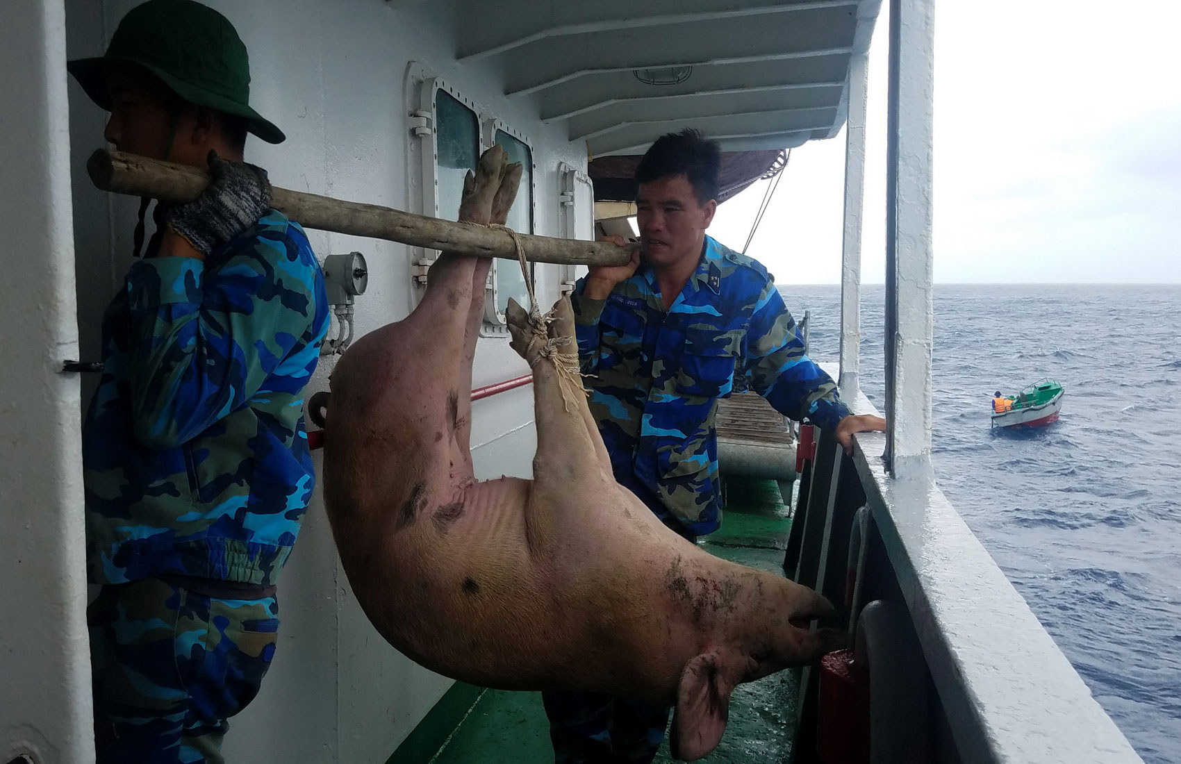 Hai chiến sĩ bắt đầu vận chuyển đàn lợn từ cuối đuôi tàu xuống xuồng