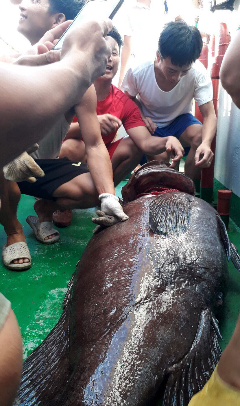 Cũng trên chuyến tàu HQ 996, sau 2h buông mồi, một thủy thủ đã câu được con cá mú lớn nặng 98kg dưới độ sâu gần 200m bằng cước cỡ 20. Người câu được con cá là một tay câu chuyên nghiệp nhiều kinh nghiệm nhất trên chuyến tàu này. Ngoài cá mú lớn, các “cần thủ” còn câu được hai con cá nhám nặng mỗi con hơn 100kg