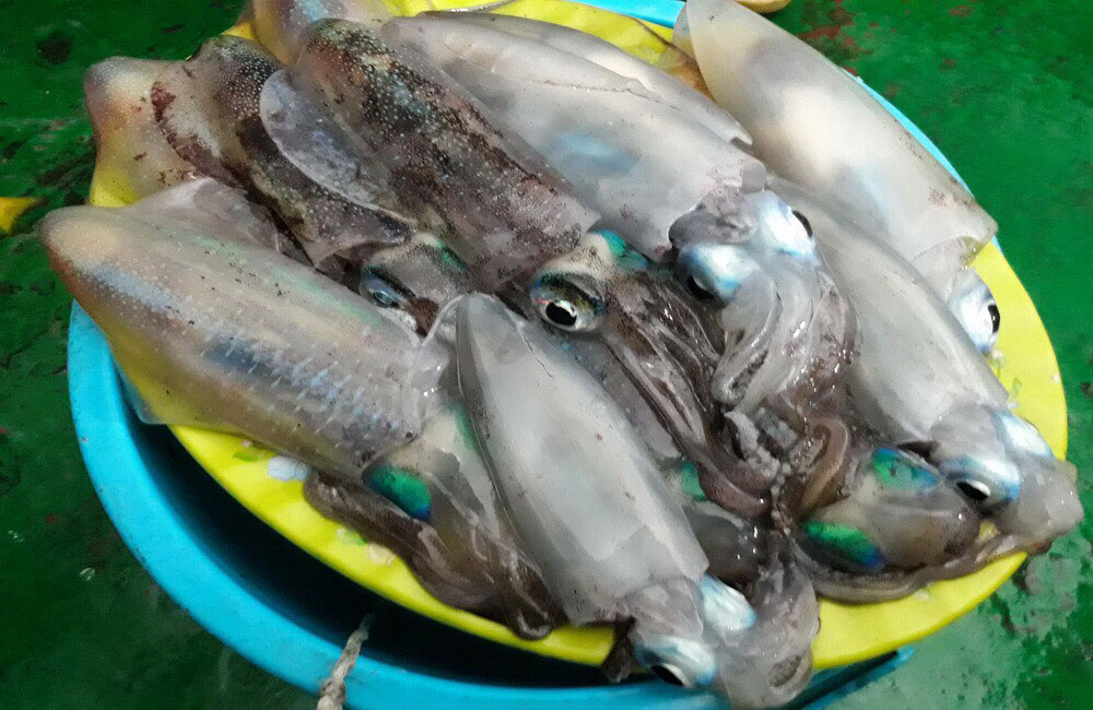 Binh nhất Nguyễn Đình Long, công tác trên đảo Sinh Tồn câu được một con mực lá nặng gần 1kg, suýt xoa: “Quả không cảm giác nào thú vị bằng anh ạ!”. Sau 3h buông cước, anh bộ đội trẻ đã thu về chiến lợi phẩm gồm 5kg mực tươi rói