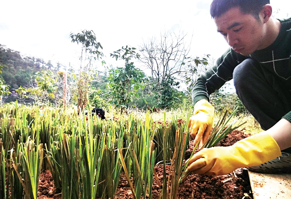 Minh Tuấn nhân giống Vetiver trên đất Đà Lạt. Ảnh: H.Y