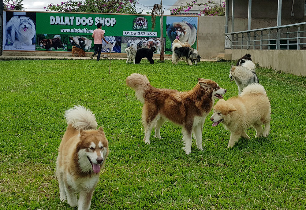 Sân chơi của cún cưng. Ảnh: P.M