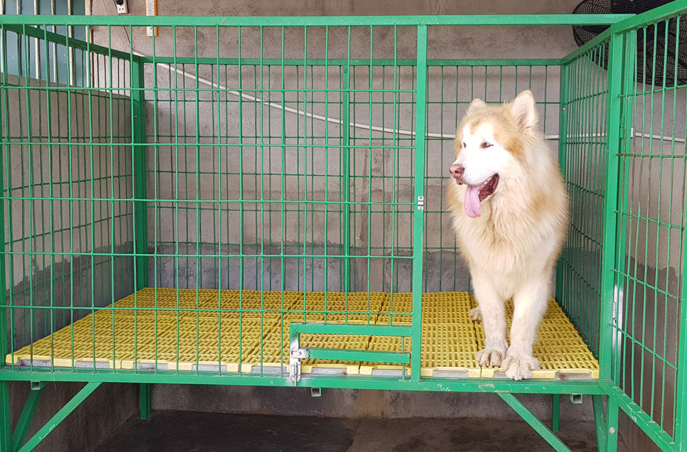 “Khách sạn” cho cún cưng sạch sẽ thoáng mát. Ảnh: P.M