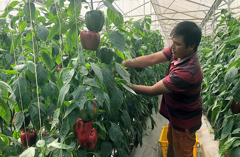 Nông nghiệp công nghệ cao xã Tân Hà