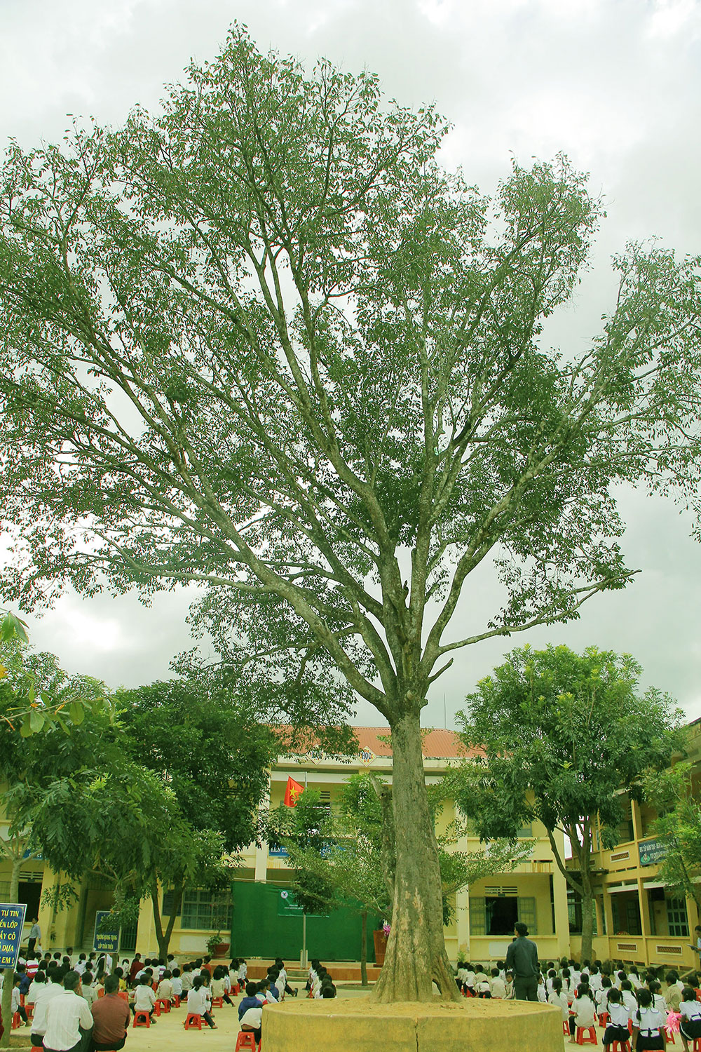 Kơ-nia tỏa bóng