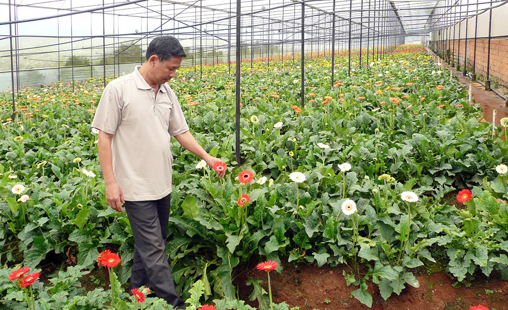 Đà Lạt có nhiều gương điển hình trong lĩnh vực nông nghiệp công nghệ cao. Trong ảnh: Một nhà kính trồng hoa tại xã vùng ven Tà Nung - Đà Lạt. Ảnh: G.K