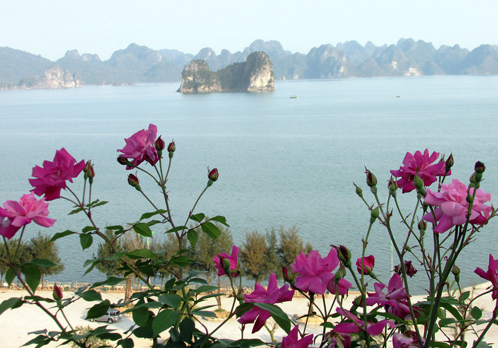 Xem rồng nơi hạ giới