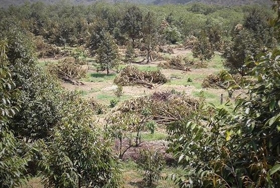 Sầu riêng bị lốc xoáy quật đổ nằm la liệt