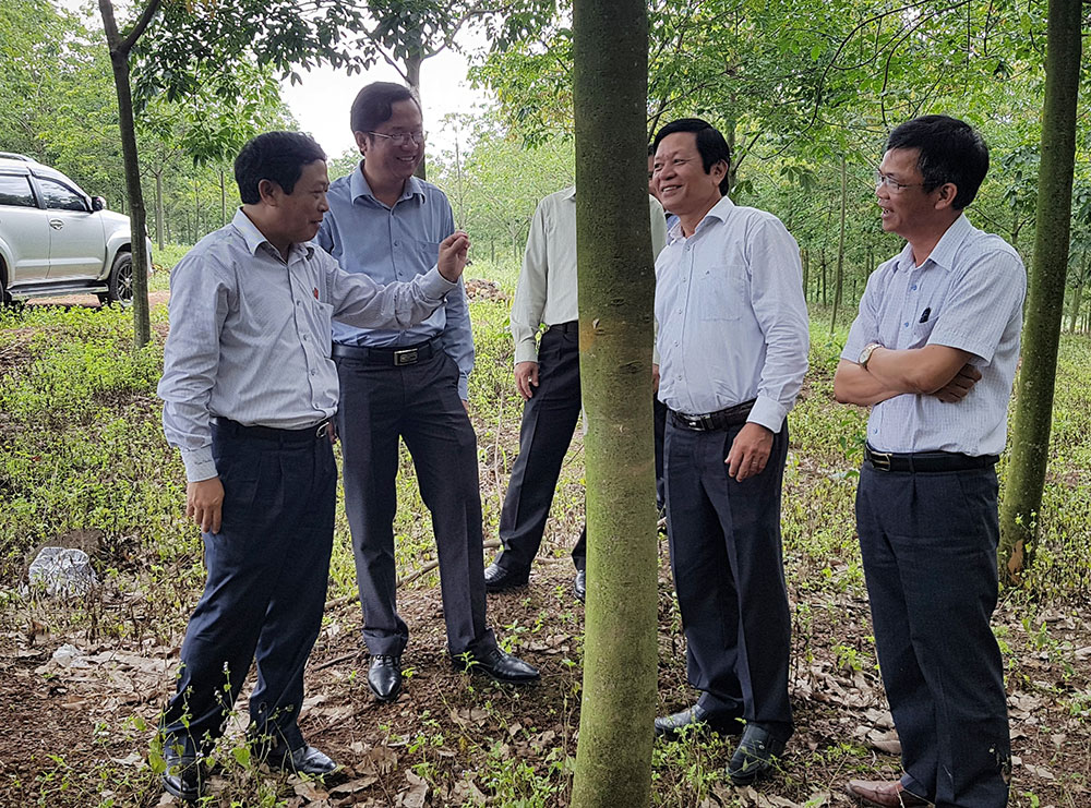 Chủ tịch UBND tỉnh kiểm tra Dự án trồng cao su ở Buôn Con Ó