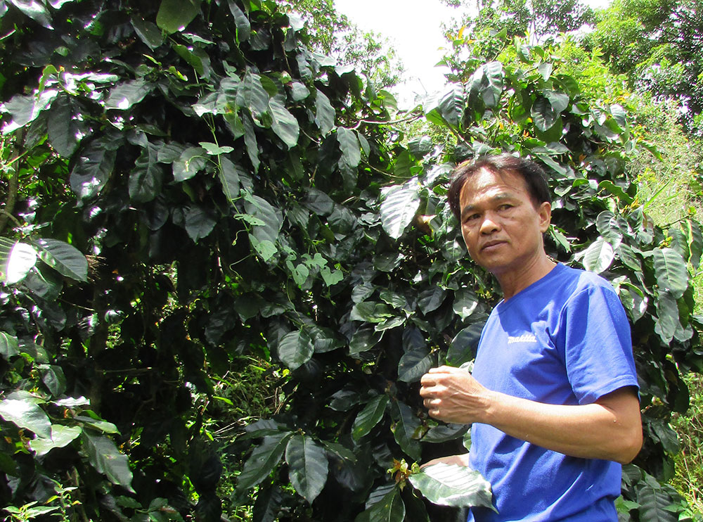 Chủ trang trại Nguyễn Văn Sơn bên hàng cà phê Pacamara quý hiếm ở ngoài bìa rừng Phường 5, Đà Lạt. Ảnh: V.V
