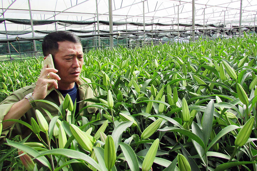 Anh Nguyễn Hữu Trí bên vườn hoa ly ly