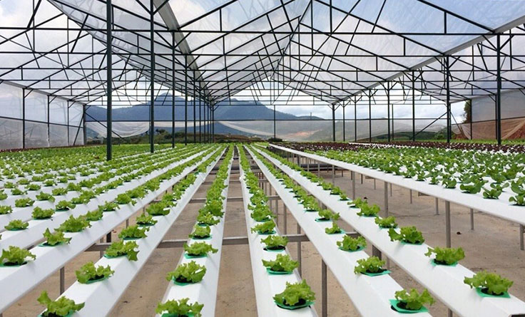 Không có tài sản bảo đảm, hộ nông dân vẫn có thể được vay đến 200 triệu đồng