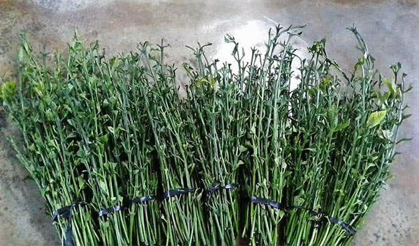 Đăng thông tin thương lái mua lá cà phê tươi 50 ngàn đồng/ kg để "câu like"