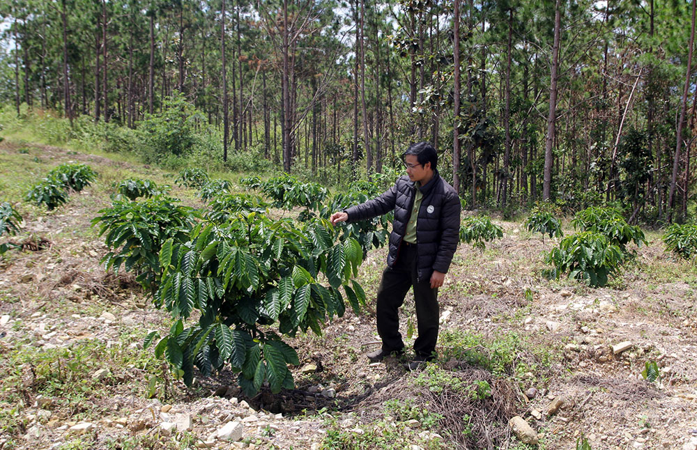 Rừng ngã xuống, cà phê mọc lên. Ảnh: Phong Vân