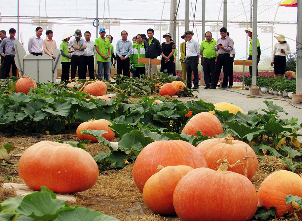 Khu du lịch canh nông lôi cuốn du khách tham quan ở Cầu Đất Farm, Đà Lạt
