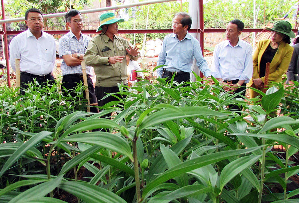 Sản xuất hoa lily theo chuỗi giá trị ở xã Xuân Thọ, Đà Lạt, thu nhập nhiều tỷ đồng trên mỗi hecta