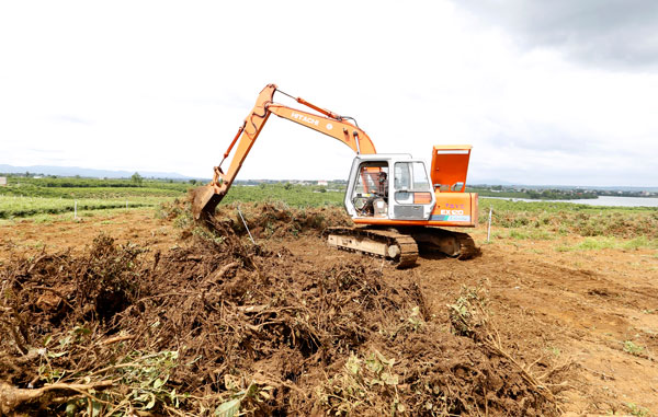 Báo động về tình trạng giảm diện tích ở &quot;thủ phủ&quot; chè Lâm Đồng (Kỳ 1)