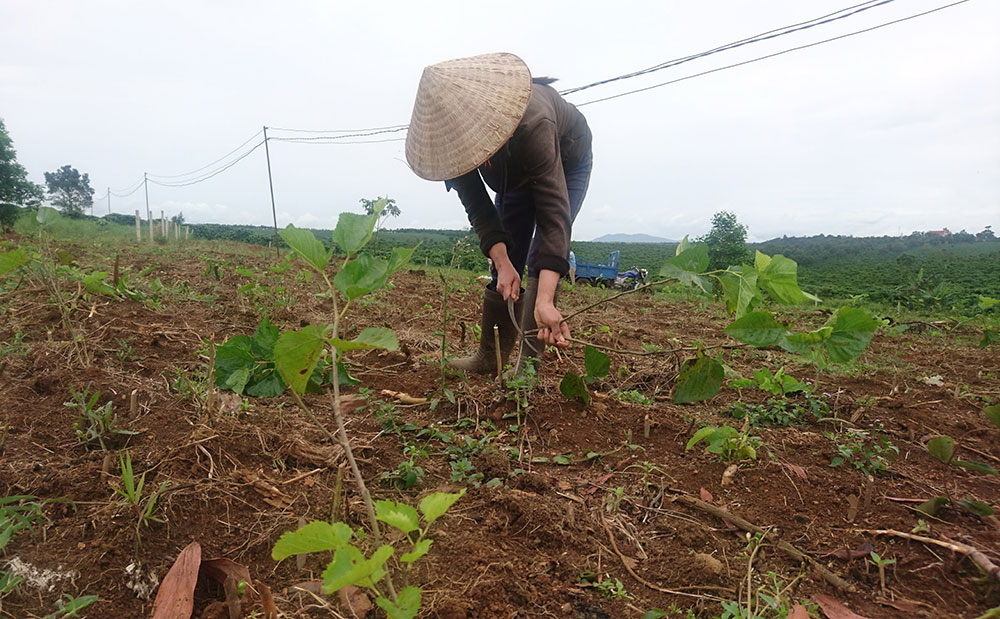 Lên kế hoạch giải tỏa gần 83 ha rừng nguyên liệu giấy bị tái lấn chiếm