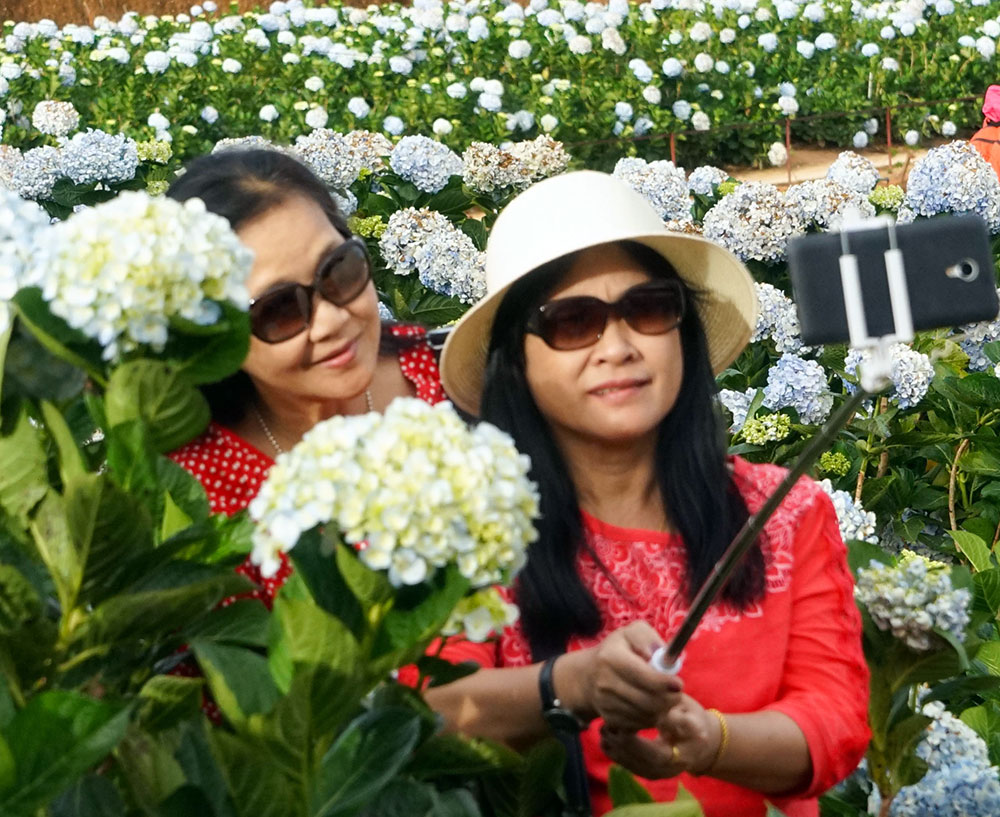 Du khách thích thú với hoa đẹp và an toàn. Ảnh: N.Q