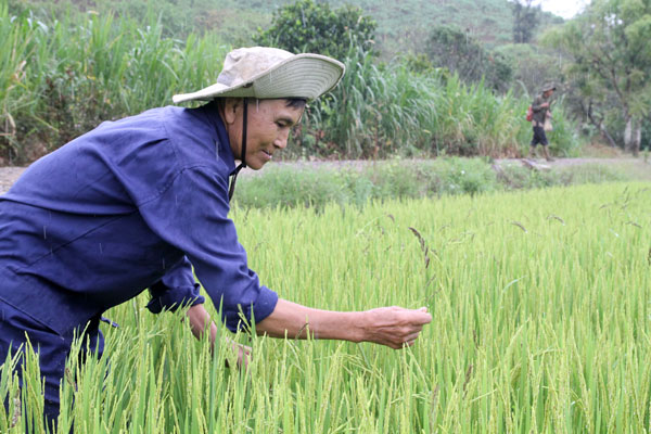 "Cây đa đầu làng" Lộc Hòa