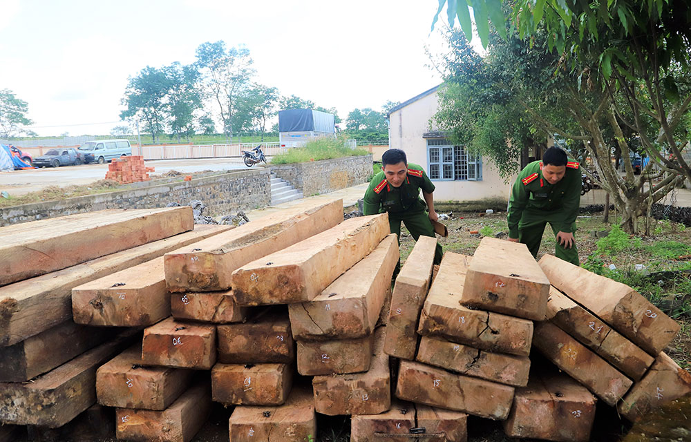 Số gỗ do Minh và đồng bọn khai thác trái phép bị công an thu giữ