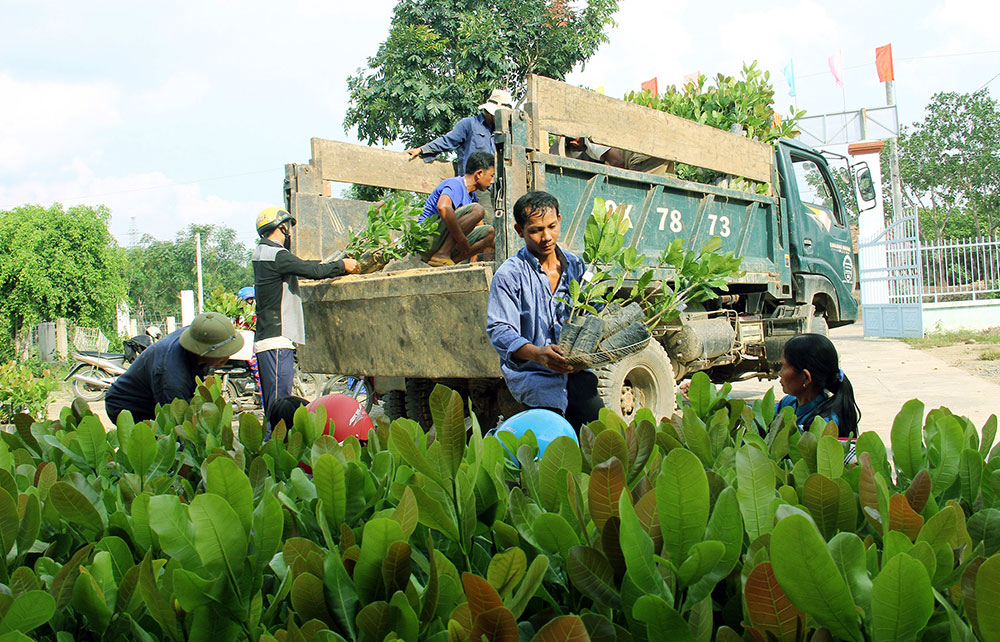 Cung cấp cây giống cho đồng bào DTTS huyện Đạ Tẻh trồng rừng xen canh. Ảnh: M.Đ