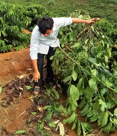 Gần 100 cây cà phê bị kẻ xấu chặt hạ trong đêm