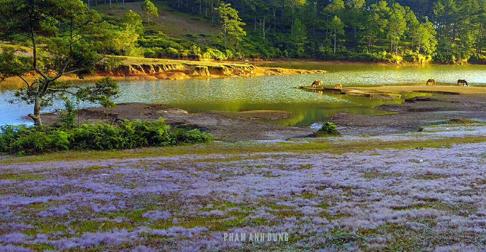 Trong lòng người Ðà Lạt, anh là một nghệ sĩ