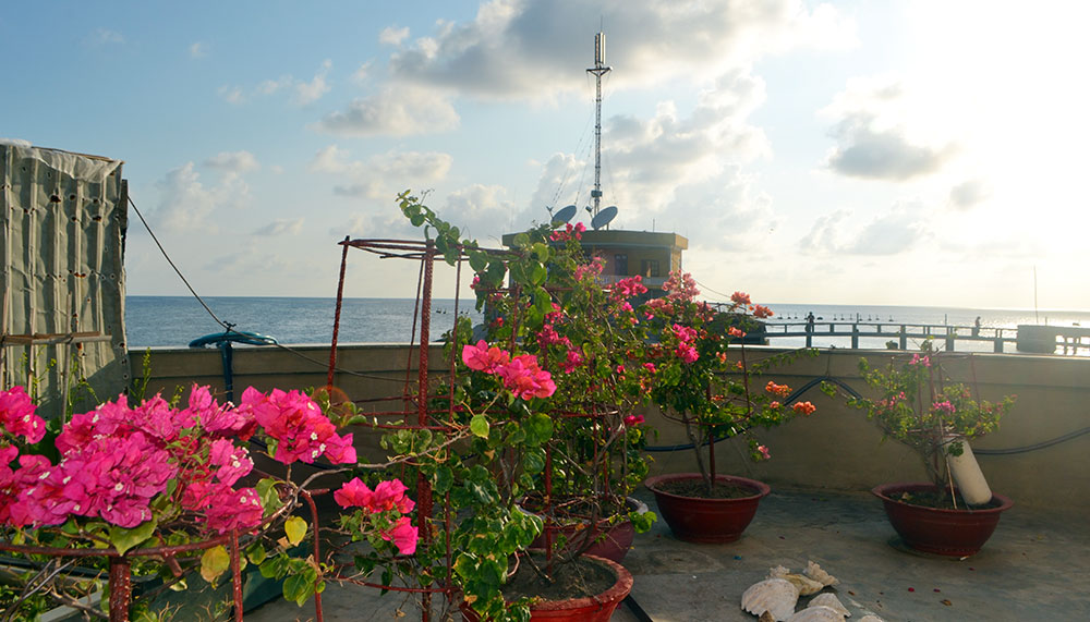 Hoa trên biển đảo