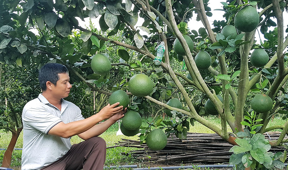 Mơ về vùng chuyên canh cây ăn trái