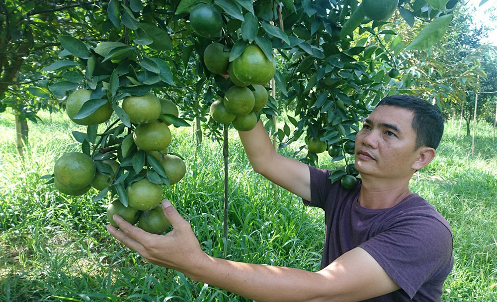 Vườn quýt được chăm sóc theo kỹ thuật thu hái trái chuyền của anh Phan Văn Sang. Ảnh: Đ.Anh