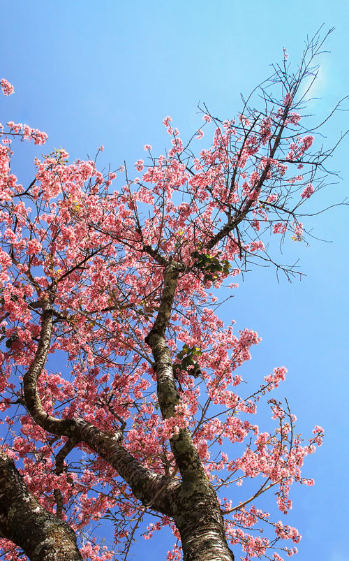 Tiếng vọng mùa xuân