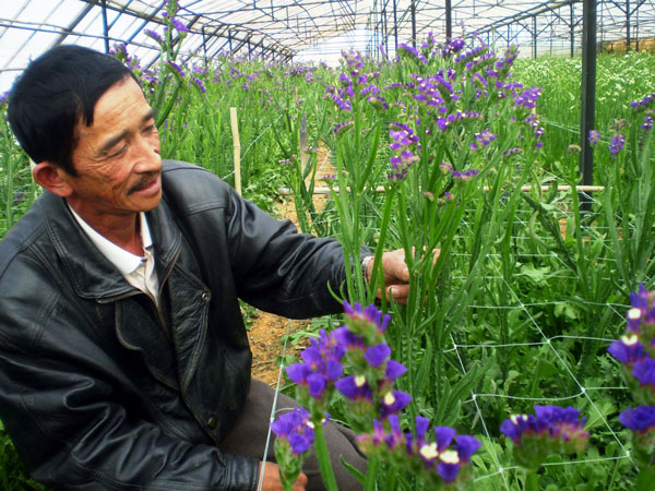 Hàng năm, thế giới F1 của Dũng chọn những cây hoa salem tối ưu nhất ở Đà Lạt, đưa về cấy mô phục tráng cây giống mới sạch bệnh, đạt chất lượng xuất khẩu
