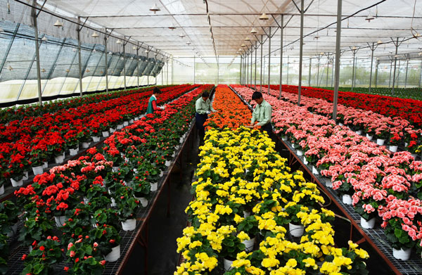 Rau, hoa công nghệ cao của Đà Lạt đứng đầu trong cả nước. Ảnh: Văn Báu